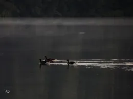 Feilenseen (Manching)