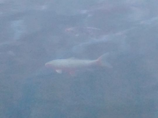 Obernautalsperre (Netphen)-1