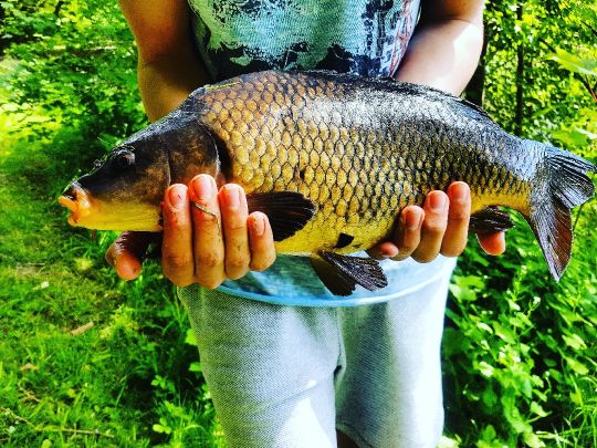 Ententeich (Salzgitter)-1