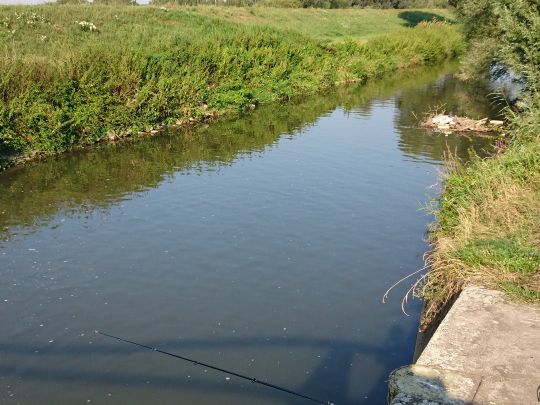 Saalbachkanal (Russheim) angeln