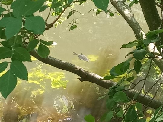 Isebekkanal (Hamburg)-2