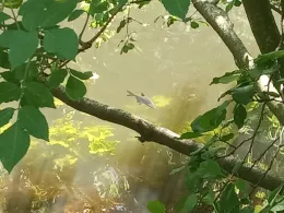 Isebekkanal (Hamburg)-2