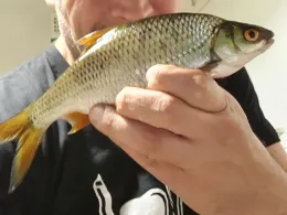 Isebekkanal (Hamburg)-1