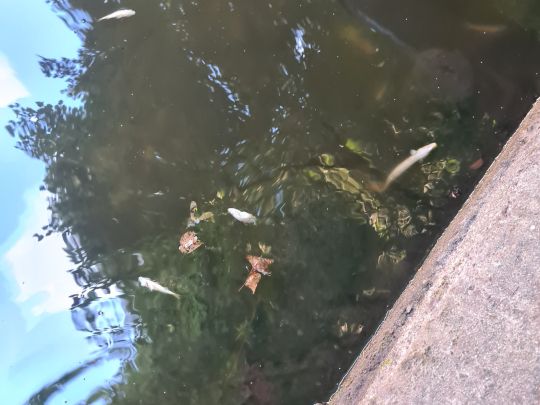 Isebekkanal (Hamburg)-3