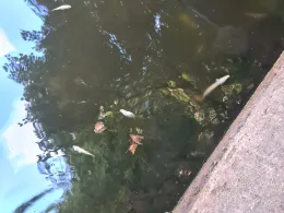 Isebekkanal (Hamburg)-3