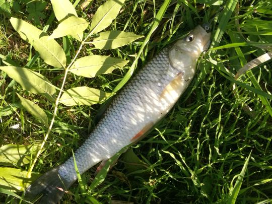 Nidder (Schöneck)-1