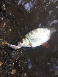 Nidder (Schöneck)-2