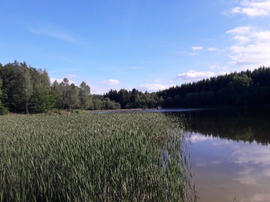 Gondelteich (Friedrichsbrunn)-4