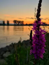 Rhein (Biblis - Hamm am Rhein)-4