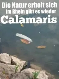 Rhein (Biblis - Hamm am Rhein)-3