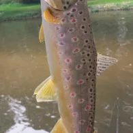 Vechte (Schöppingen)