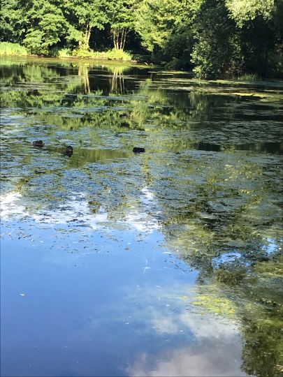 Stadtteich Seppensen-1