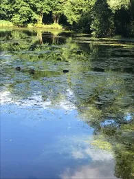 Stadtteich Seppensen-1