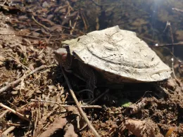 Vereinsgewässer ASV Gommersheim-1