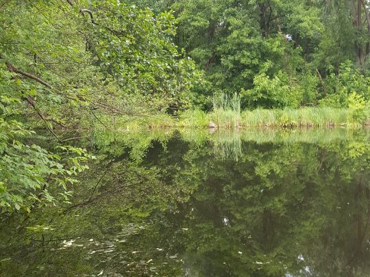 Kesselsee (Rüdersdorf) angeln