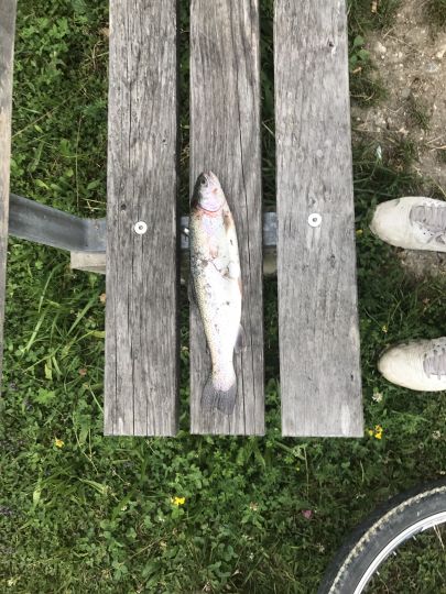 Iller (Illertissen) angeln