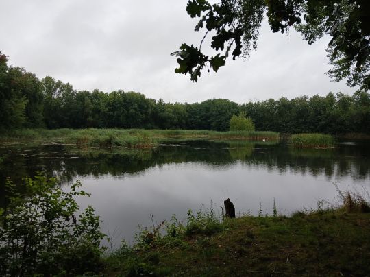 ehem. Kiesgrube Sandersdorf-1