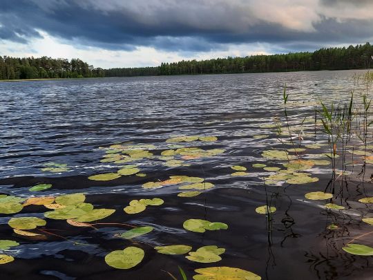 Skogshyltasjön