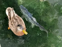 Mühlbach (Kaufbeuren)