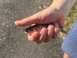 Werdersee (Bremen)-2