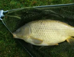 Werdersee (Bremen)-3