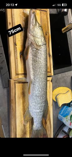 Stadtsee Bad Waldsee