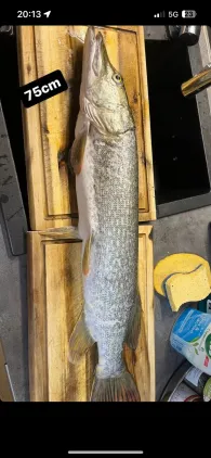 Stadtsee Bad Waldsee