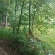 Boddensee (Birkenwerder)-2