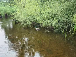 Untere Osterau (Bad Bramstedt)-1