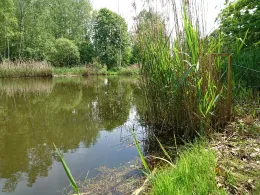 Inselteich (Wolfshain)