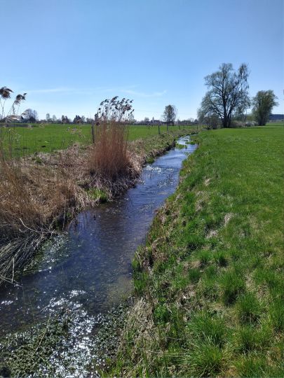 Leibi (Nersingen)-1
