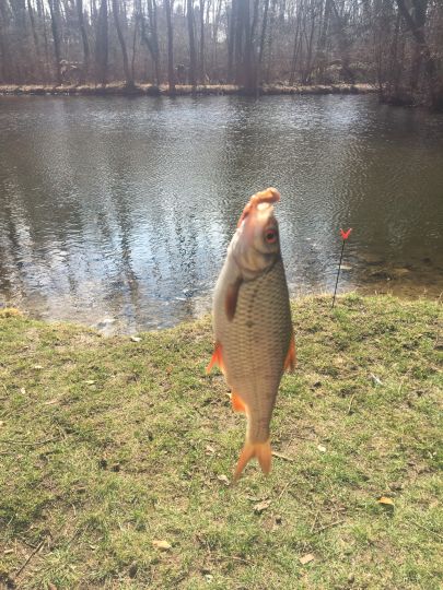 Knickteich (Wasserleben)-2