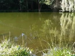 Knickteich (Wasserleben)