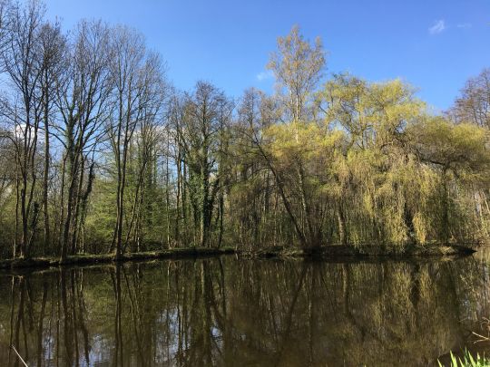 Knickteich (Wasserleben)-3