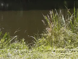 Knickteich (Wasserleben)-1