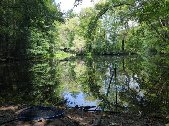 Knickteich (Wasserleben)-4