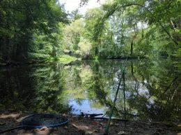 Knickteich (Wasserleben)-4