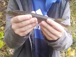 Sandbrack (Hamburg-Fünfhausen)