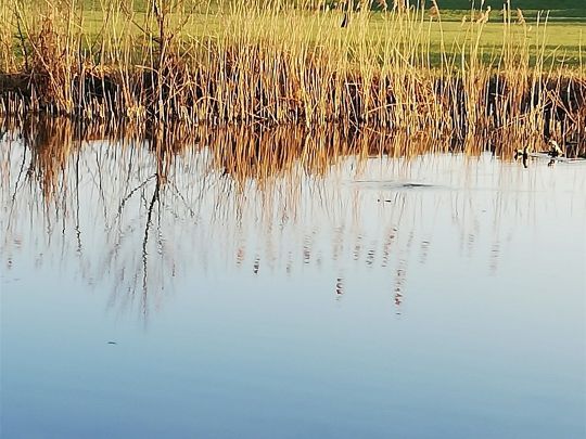 Rott (Eggenfelden)-1