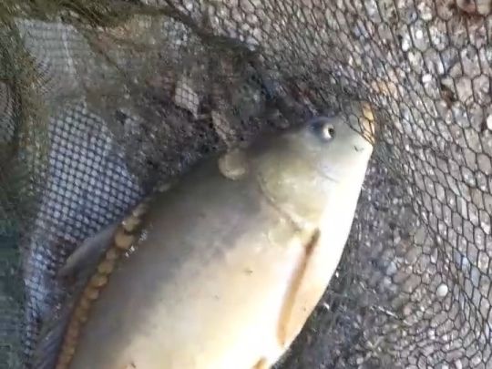 Fischzucht Brünner (Esslingen/Neckar)-3