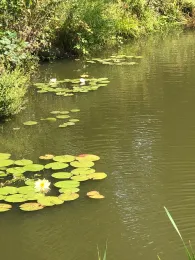 Angelweiher Camping Kontiki