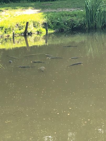 Angelweiher Camping Kontiki-3