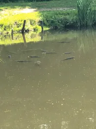 Angelweiher Camping Kontiki-3