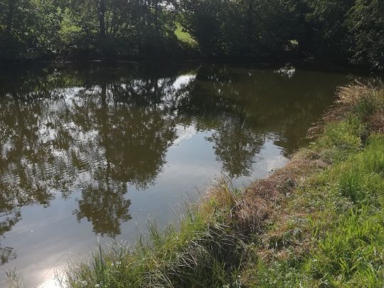 Kleinschaffhausener Weiher