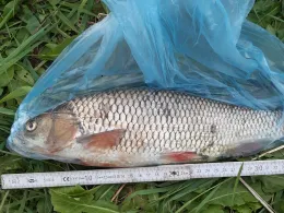 Werre (Schweicheln-Bermbeck)