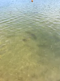 Großer Stadtweiher (Mauern)