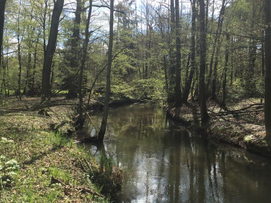 Buckau (Wendgräben)-3