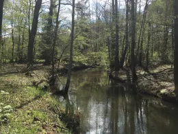 Buckau (Wendgräben)-3