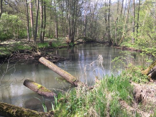 Buckau (Wendgräben)-1