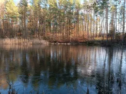 Waldteich (Faßberg)-2